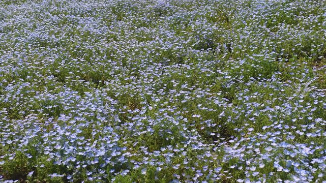 Slow-Motion Overhead Wide-Angle Handheld Tracking Shot Moving Right Across a Nemophila (Baby Blue Eyes) Flower Field in Japan
