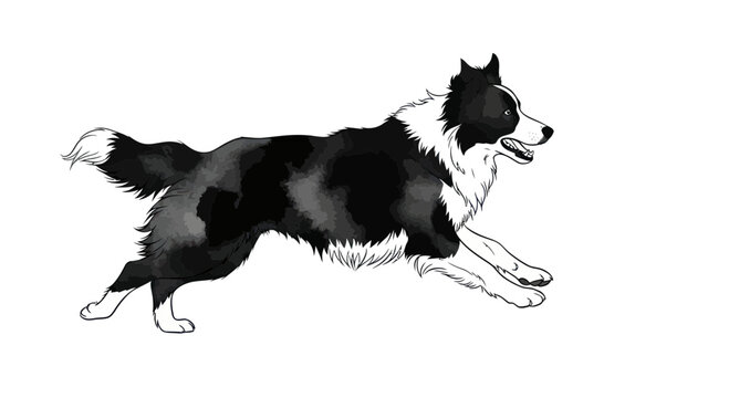 Running Border Collie Dog, Black and White, Artistic Texture, Isolated on White