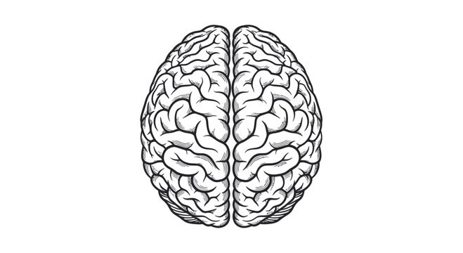 Top View Sketch of Human Brain, Medical Illustration