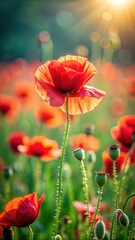 Fototapeta premium A realistic photo of poppy flowers in a field HD 8K wallpaper Stock Photographic Image