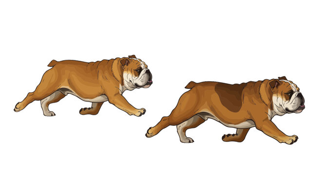 Two English Bulldogs running side by side, isolated on white background, playful motion