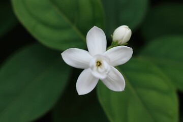 Fototapeta premium Close-up white jasmine star flower with green leaves background. One bud sits near bloom. Exotic plant freshness shows delicate petals and center detail.