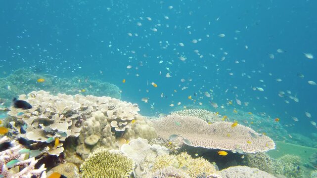 Reef Coral Scene. Tropical underwater sea fish. Hard and soft corals, underwater landscape. Leyte, Philippines.
