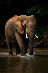 Fototapeta premium African elephant walks through shallow river water. Majestic wild mammal with tusks moves in dark jungle forest. Nature scene shows large animal cooling off.