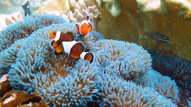 Clown Anemonefish and anemone on coral reef. Underwater world with corals and tropical fishes