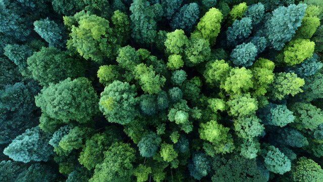A macro, top-down view of fresh organic green broccoli showing healthy raw vegetable florets with a natural fractal texture isolated on a white background