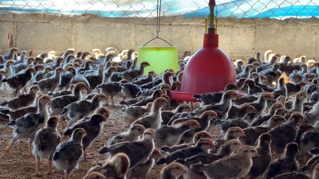 Young chickens walk across the floor of a farm enclosure, gathering near feeders and drinkers in an indoor poultry facility filled with movement. Chicken farm.