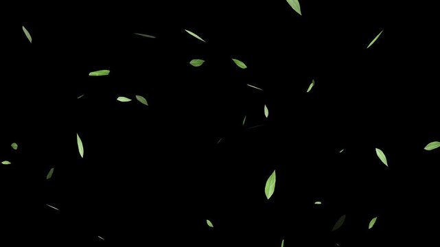 Flying green leaves in the air. Fresh aroma. Green tea leaf on white background. Flying Green leaves over black background. Element Overlay,
Green Leaves cartoon flying animation overlay.