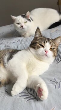 Two cats resting on a patterned blue bedspread in soft natural light
