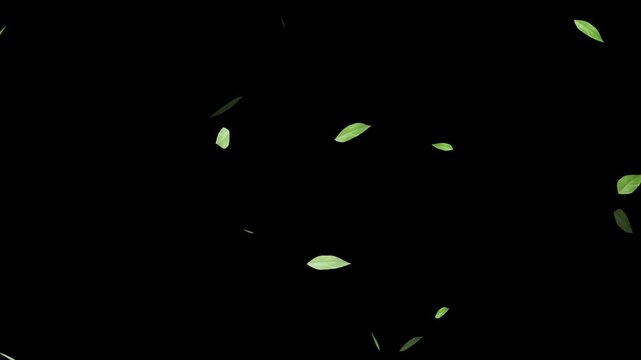 Flying green leaves in the air. Fresh aroma. Green tea leaf on white background. Flying Green leaves over black background. Element Overlay,
Green Leaves cartoon flying animation overlay.