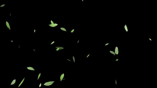 Flying green leaves in the air. Fresh aroma. Green tea leaf on white background. Flying Green leaves over black background. Element Overlay,
Green Leaves cartoon flying animation overlay.