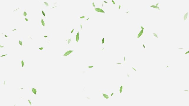 Flying Green leaves over black background. Element Overlay, Flying Green leaves over black background. Element Overlay, eaf falling.
Green Leaves flying with Alpha Channel,
