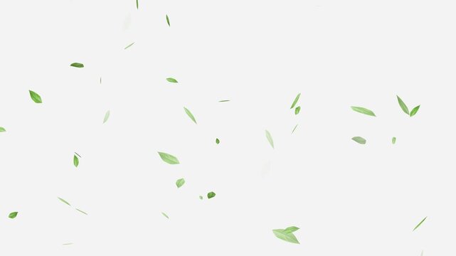 Flying Green leaves over black background. Element Overlay, Flying Green leaves over black background. Element Overlay, eaf falling.
Green Leaves flying with Alpha Channel,
