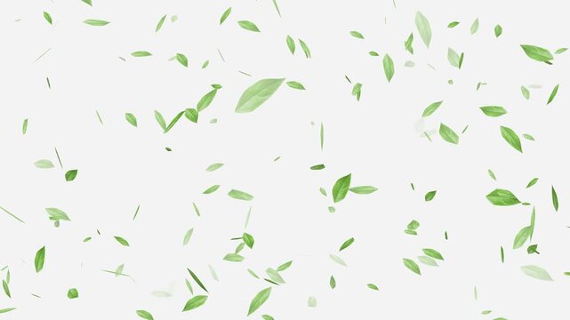 Flying Green leaves over black background. Element Overlay, Flying Green leaves over black background. Element Overlay, eaf falling.
Green Leaves flying with Alpha Channel,
