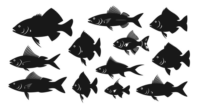 School of Black Fish Swimming Together.