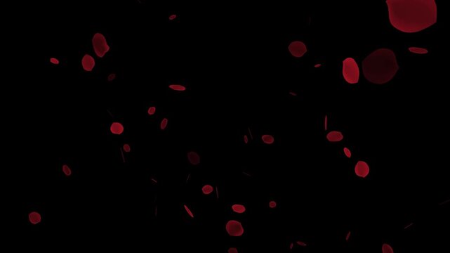 Falling bright red rose petals on the alpha channel, Beautiful red rose transition and reveal.
Super slow motion shot of flying red rose petals towards camera 