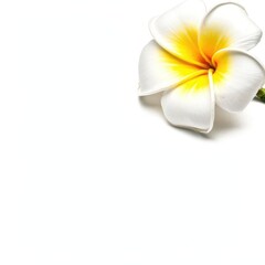 Obraz premium Bright flower with white petals and yellow center sits on a plain background during daylight