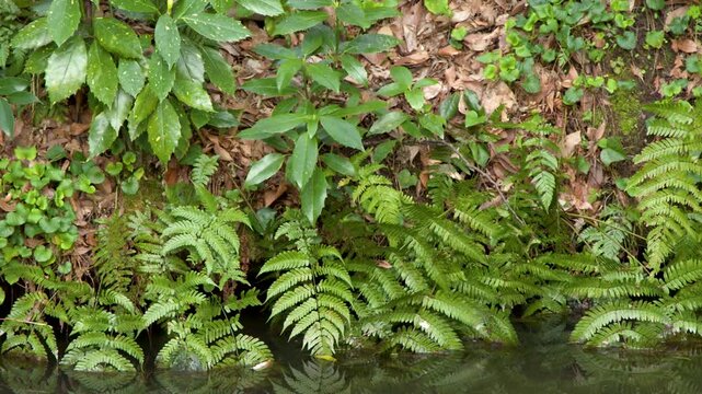Lush Green Ferns and Foliage Along a Garden Pond in Kanazawa