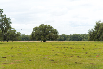 Fototapeta premium Wide landscape of one large southern oak tree standing alone in the middle of a vast green agricultural farm pasture field.