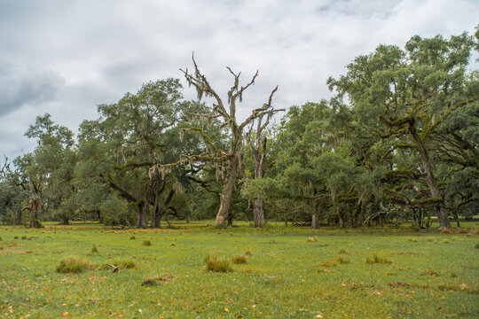Dead bare tree trunk covered with spanish moss standing among a grove of living southern oaks on a green agricultural pasture.