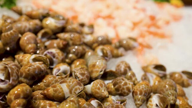 Person Using Metal Tongs to Pick Sea Snails at Seafood Buffet