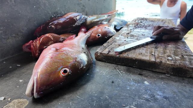 Traditional seafood handling in coastal fishing community. Authentic Freshly caught snappers ready for cleaning rustic wooden cutting board and knife, ocean view background