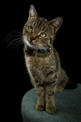 Obraz premium Hauskatze mit Fliege