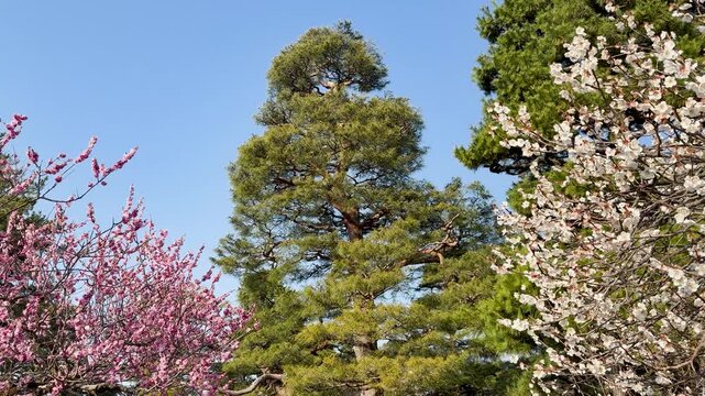 White and Pink Plum Blossoms Blooming in Kenrokuen Garden Kanazawa