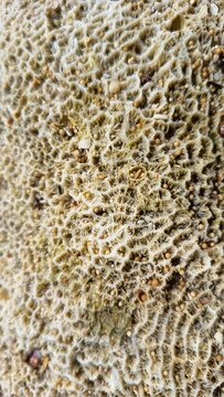 coral texture with intricate natural patterns