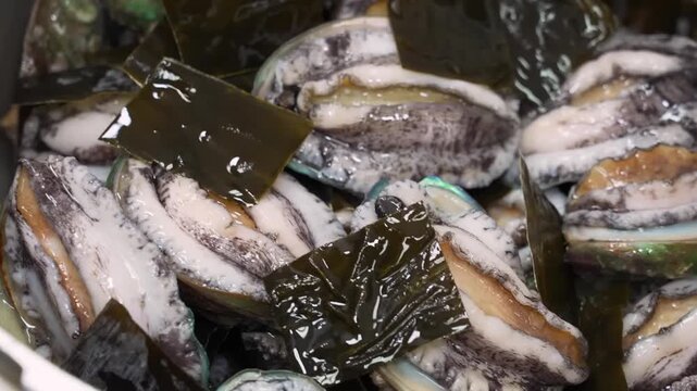 A close-up shot of several fresh, live abalones in their shells, being prepared with pieces of dried kelp (kombu). This premium seafood is a delicacy in East Asian cuisine, known for its firm texture 