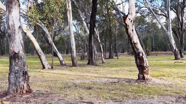 Eucalyptus Trees in Australian Outback Woodland Near Coonabarabran New South Wales