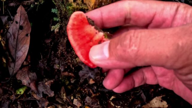 Ganoderma is a genus of polypore fungi in the family Ganodermataceae found in the trunk of tree, They are sometimes called shelf mushrooms or bracket fungi. sometime use for medicine