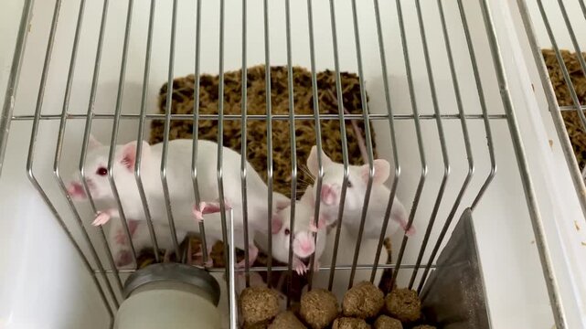 white laboratory mice climbing on wire cage lid in research facility