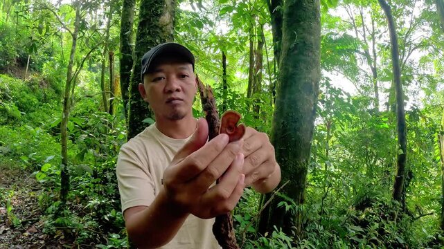 Asian holding Ganoderma, They are sometimes called shelf mushrooms or bracket fungi. sometime use for medicine