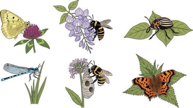Collection of insects and pollinators on flowers including butterflies bees and damselflies perfect for nature illustrations and educational materials