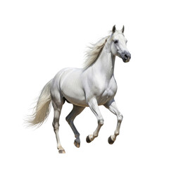 Obraz premium White horse galloping isolated on a transparent background