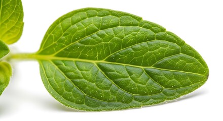 Obraz premium Fresh Green Leaf on White Background.