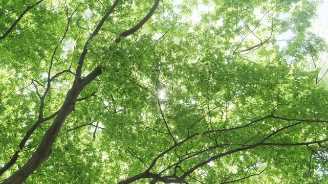 キラキラ輝く春夏の新緑の葉と木漏れ日の輝き　森林の葉のボケの光　輝く太陽の日差しとレンズフレア　眩しい日光とハレーションの強い　自然の風景背景
