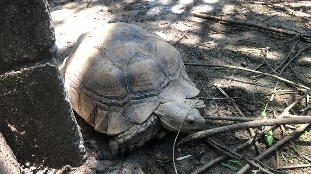 Giant African spurred tortoise crawling on the dry ground in the garden. Exotic pet and wildlife concept.