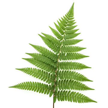 Vibrant green fern frond isolated on a clean white background 1.