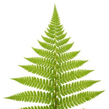 Vibrant green fern frond isolated on a clean white background.