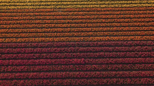 Aerial view tilting above a patchwork of blooming tulips, spring in Holland