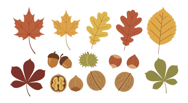 Autumn leaves and nuts collection for seasonal decoration.
