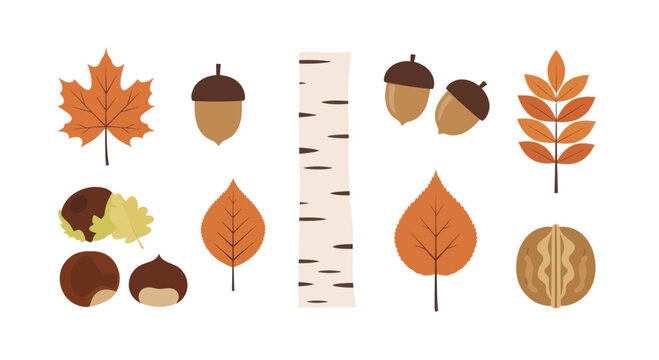 Autumn Leaves and Nuts Collection Seasonal Elements.