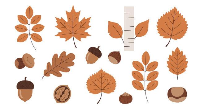 Autumn leaves and nuts collection illustration.
