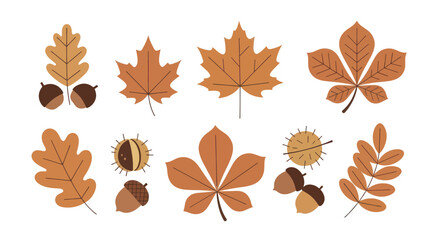 Collection of Autumn Leaves and Acorns Illustration. © Ndog