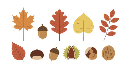 Collection of Autumn Leaves and Nuts Illustration. © Ndog
