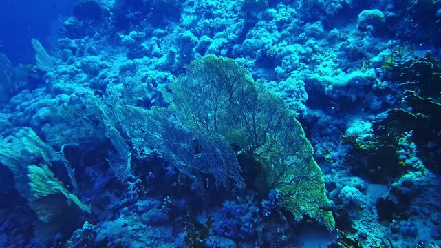 Sweeping reef slope loaded with yellow soft corals, orange anthias, and a giant brain coral formation. Hurghada, Egypt