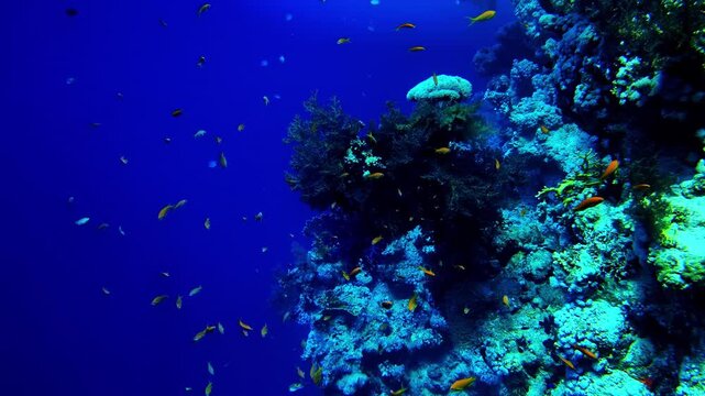 Scores of golden anthias hover around an encrusted reef column rising dramatically from the deep blue sea. Bali, Indonesia