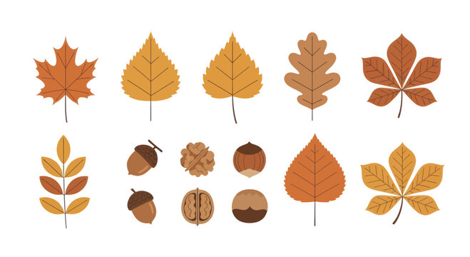 Collection of Autumn Leaves and Nuts Vector Illustration.